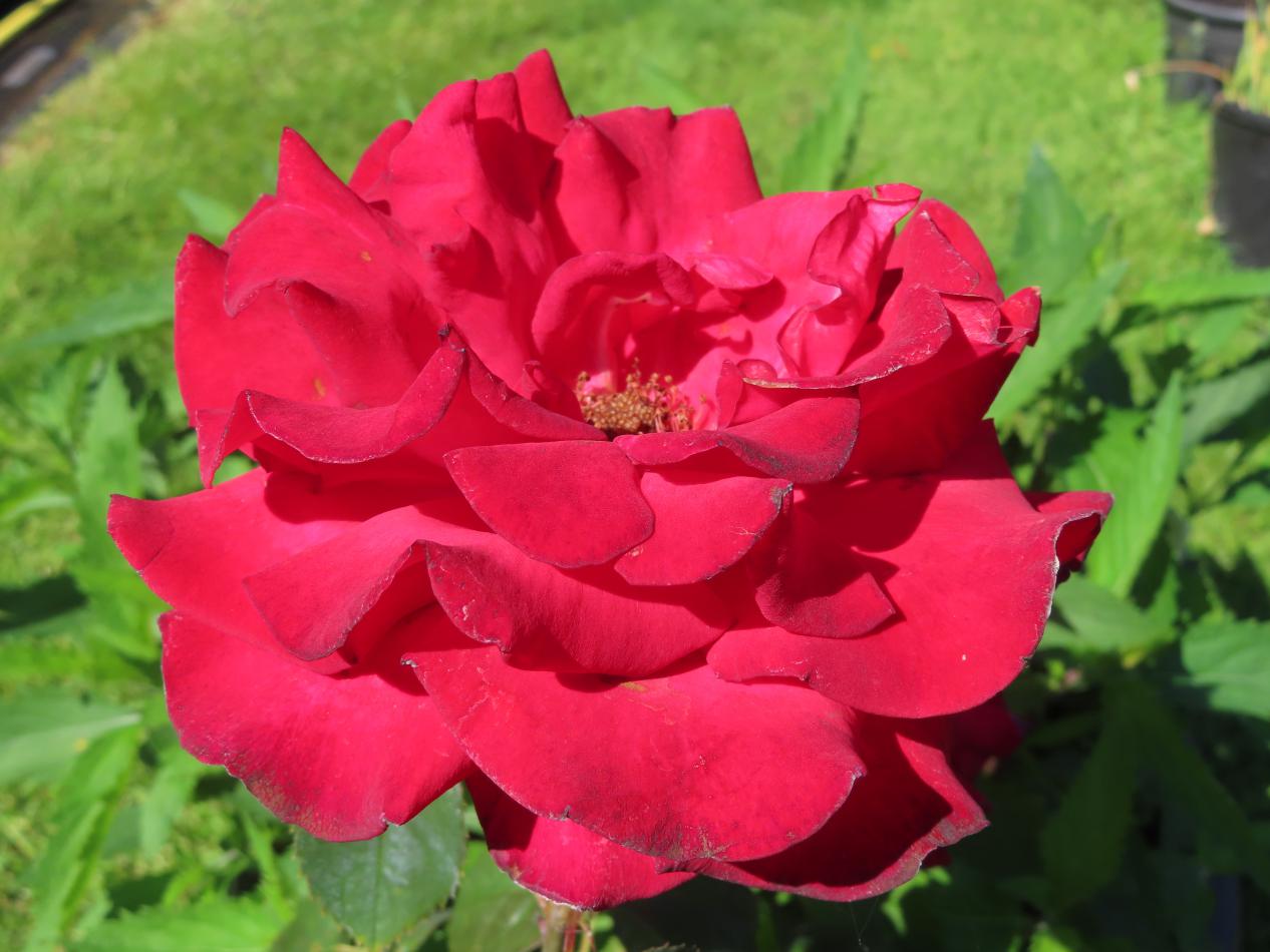 Roos-My-Valentine-1 Rozen My Valentine - Afbeelding 1
