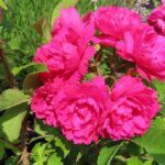 Rozen Nelkenrose