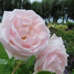 Rozen New Dawn