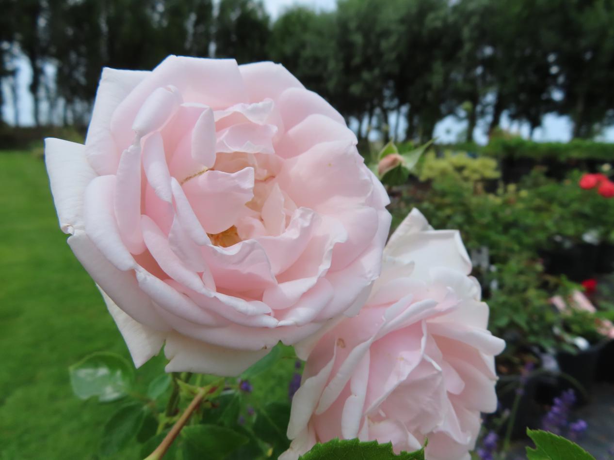 Roos-New-Dawn-1 Rozen New Dawn - Afbeelding 1