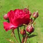 Rozen Nina