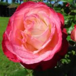 Rozen Nostalgie