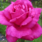 Rozen Nuit Dorient