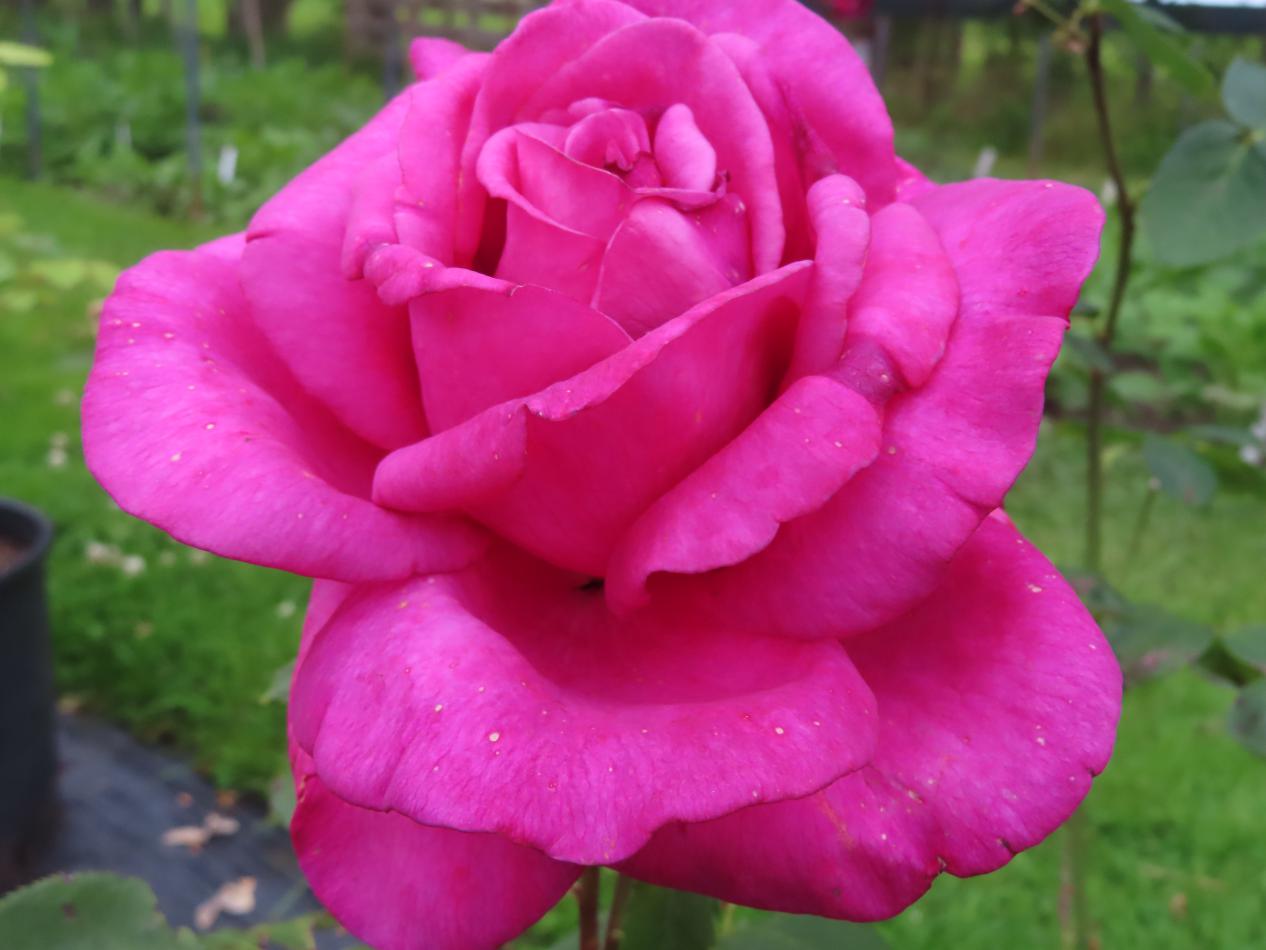 Roos-Nuit-Dorient-1 Rozen Nuit Dorient - Afbeelding 1