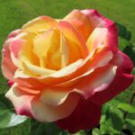 Rozen Oriental Peace