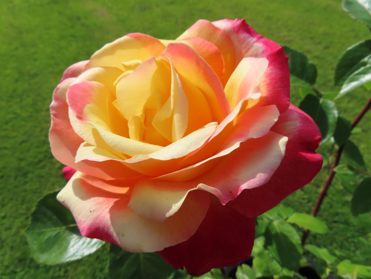 Roos-Oriental-Peace-1 Rozen Oriental Peace - Afbeelding 1