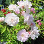Rozen Pauls Himalayan Musk