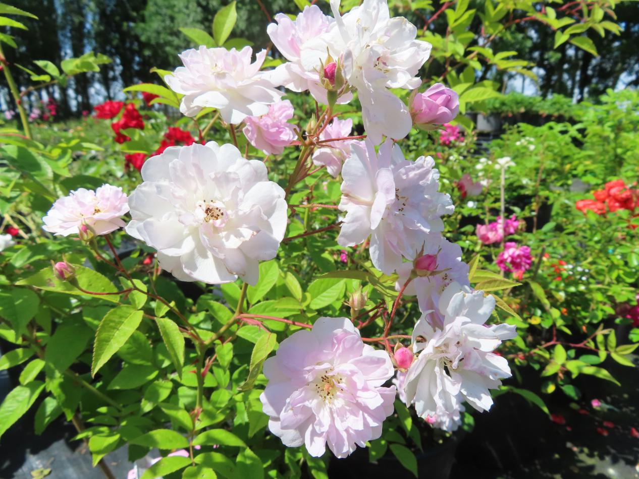 Roos-Pauls-Himalayan-Musk-1 Rozen Pauls Himalayan Musk - Afbeelding 1