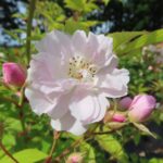 Rozen Pauls Himalayica