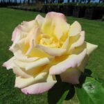 Rozen Peace