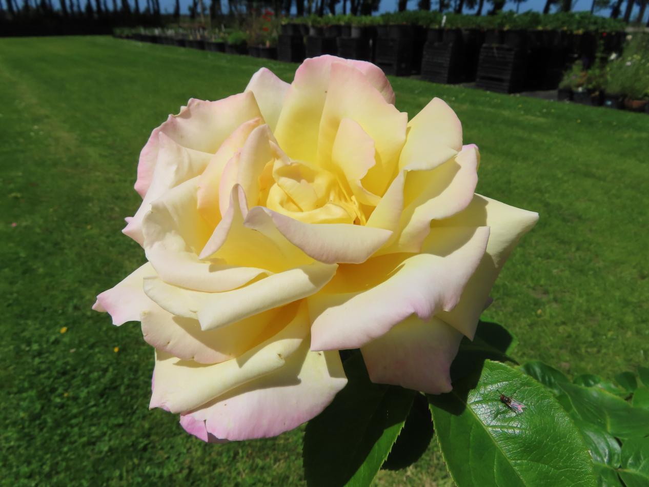 Roos-Peace-2 Rozen Peace - Afbeelding 1
