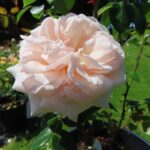 Rozen Penny Lane