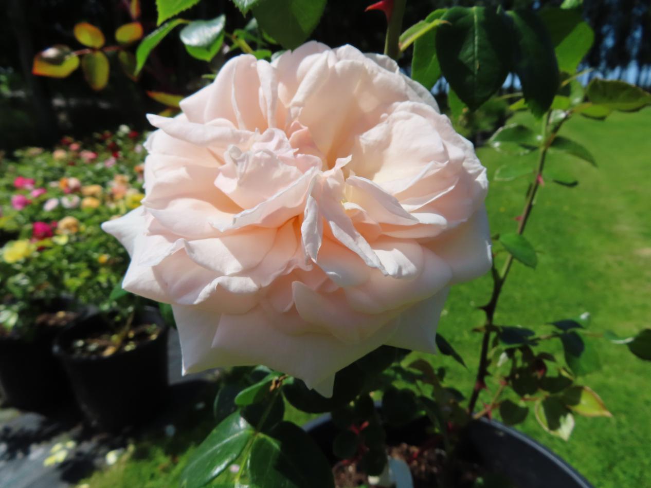 Roos-Penny-Lane-1 Rozen Penny Lane - Afbeelding 1