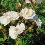 Rozen Perenial Blush