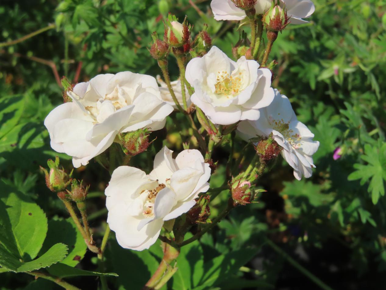 Roos-Perenial-Blush-1 Rozen Perenial Blush - Afbeelding 1