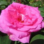 Rozen Perfume Passion