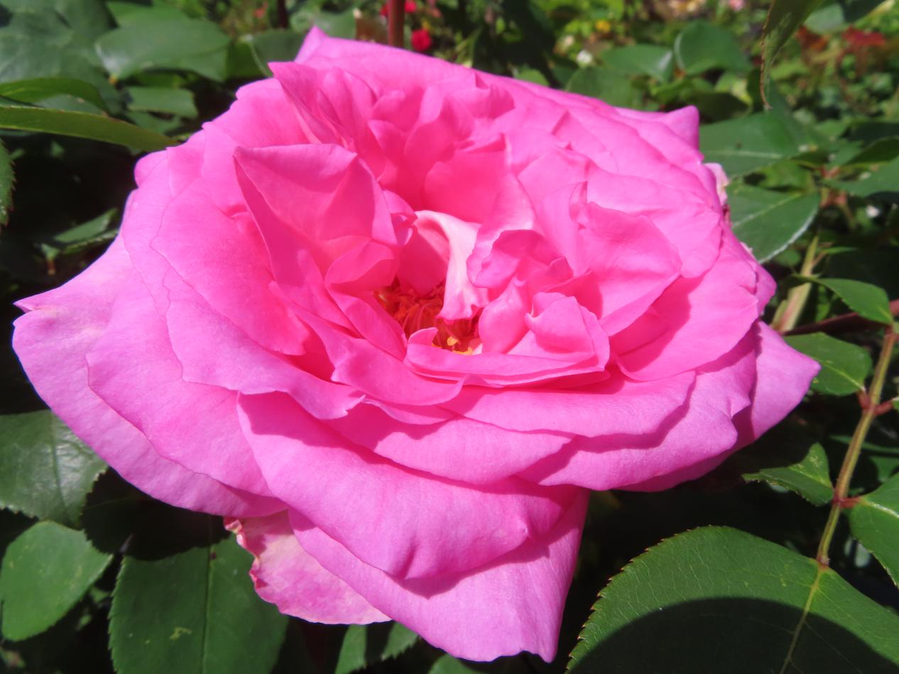 Roos-Perfume-Passion-1 Rozen Perfume Passion - Afbeelding 1