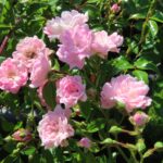 Rozen Perle Rose