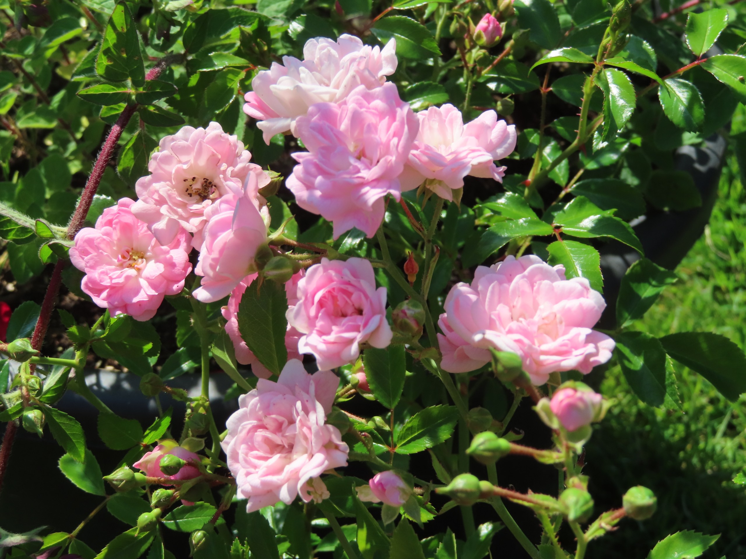 Roos-Perle-Rose-1 Rozen Perle Rose - Afbeelding 1