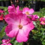 Rozen Phlox Meidiland