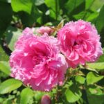 Rozen Pink Grootendorst