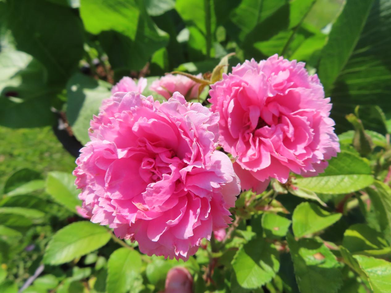 Roos-Pink-Grootendorst-1 Rozen Pink Grootendorst - Afbeelding 1
