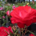 Rozen Planten Un Bloemen
