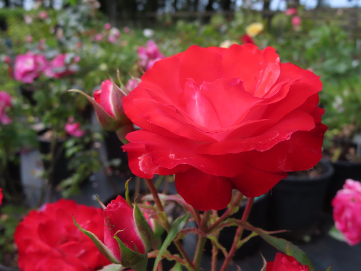 Roos-Planten-un-Blomen-1 Rozen Planten Un Bloemen - Afbeelding 1