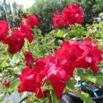 Rozen Pobeda