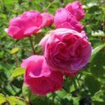 Rozen Pomponella