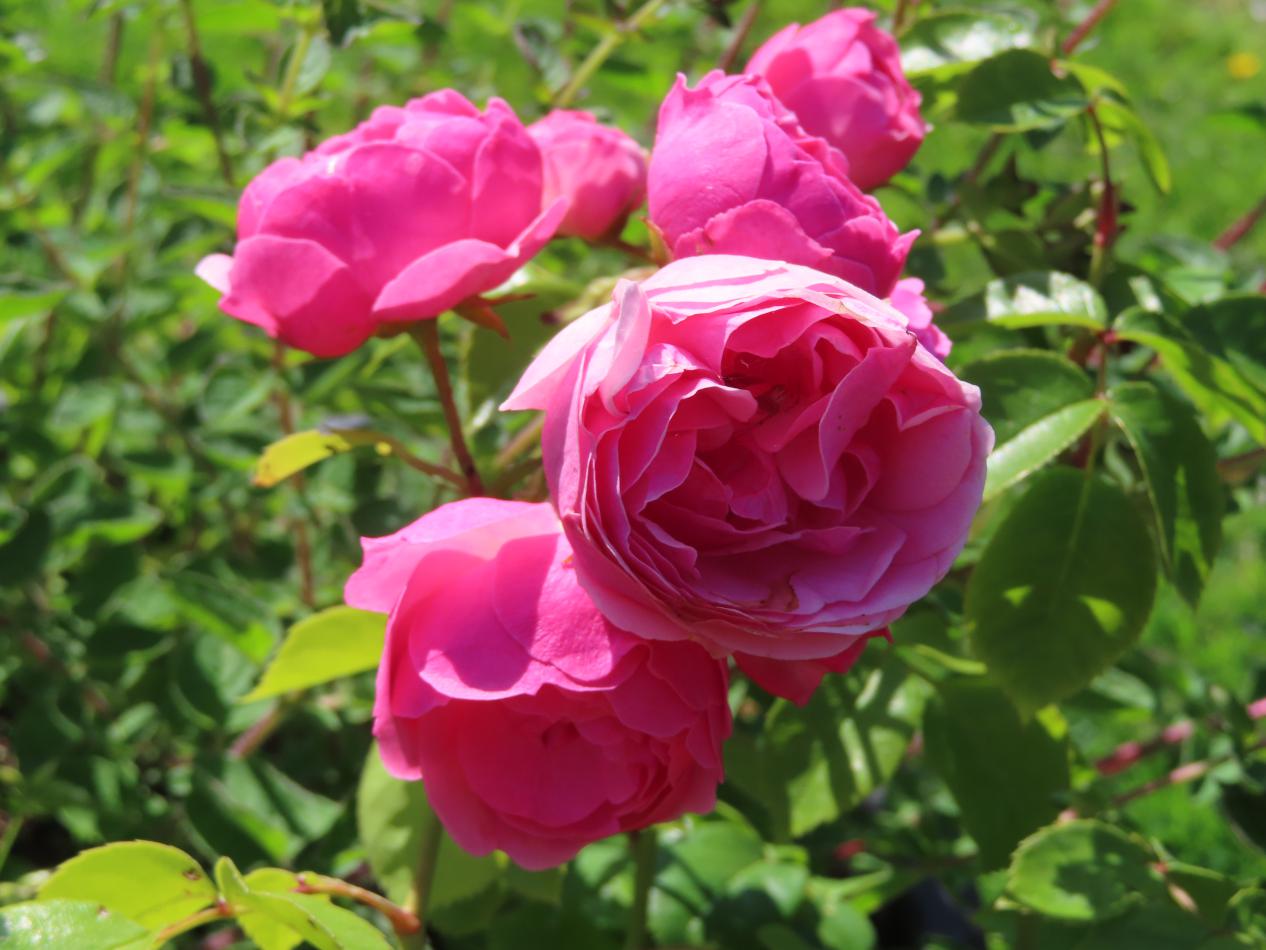 Roos-Pomponella-1 Rozen Pomponella - Afbeelding 1