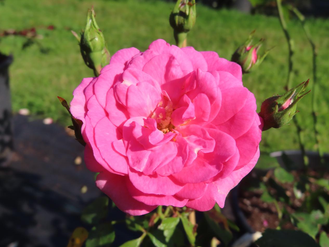 Roos-Poulbella-1 Rozen Poulbella - Afbeelding 1