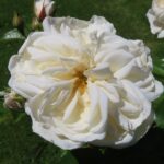 Rozen Poulcy 037