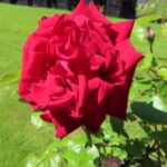 Rozen Poulman