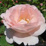 Rozen Paulsyng