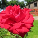 Rozen Pride of England