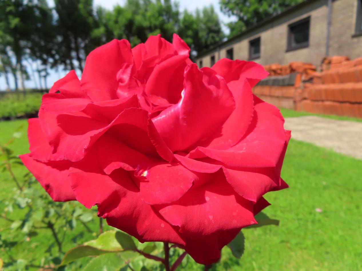 Roos-Pride-of-England-1 Rozen Pride of England - Afbeelding 1