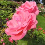Rozen Queen Elisabeth