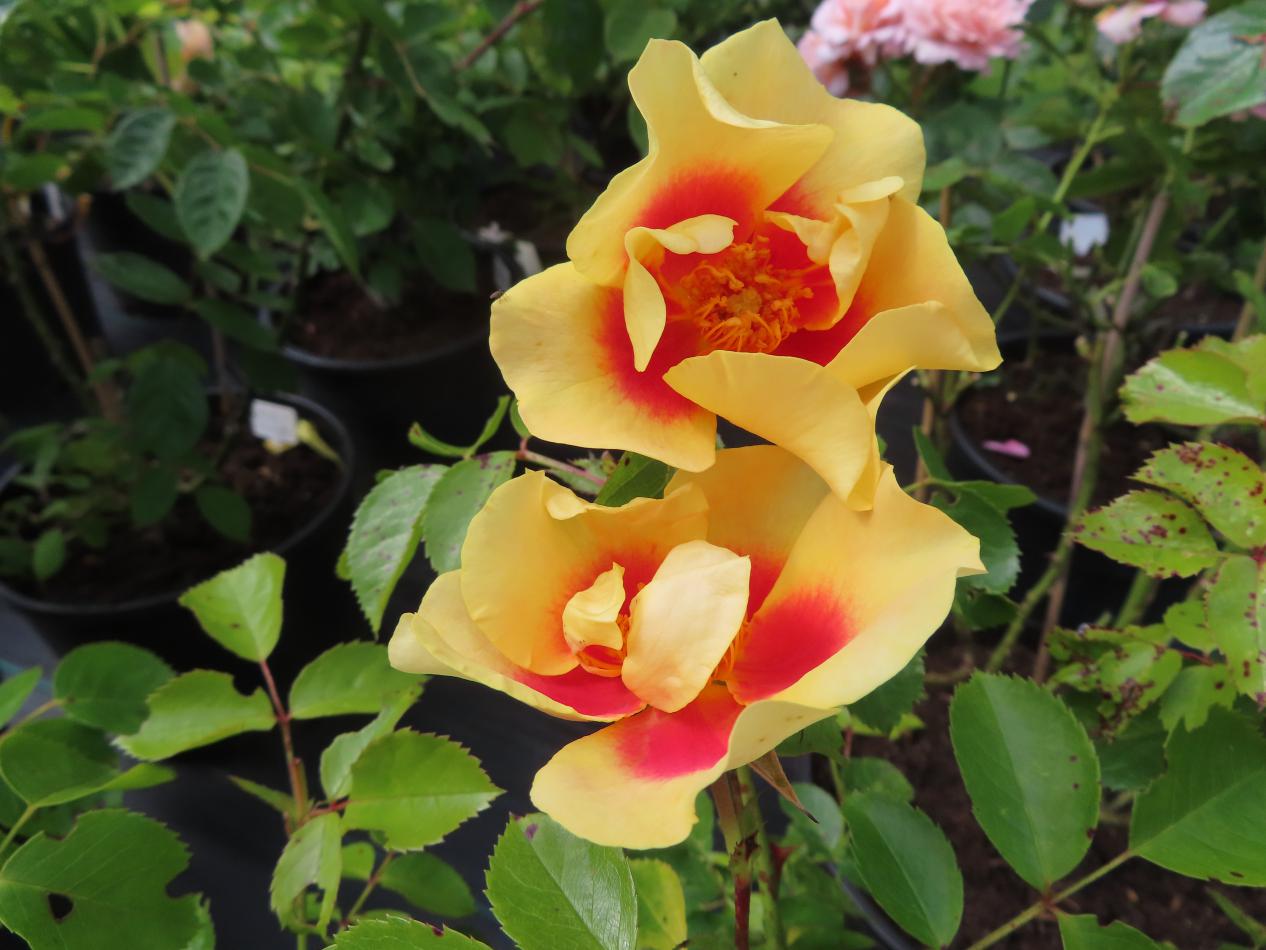 Roos-Queen-of-Sheba-1 Rozen Queen of Sheba - Afbeelding 1