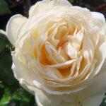 Rozen Ragtime