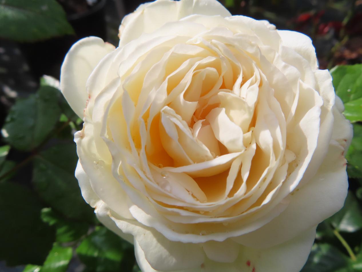 Roos-Ragtime-1 Rozen Ragtime - Afbeelding 1