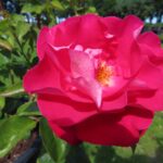 Rozen Raspberry Queen