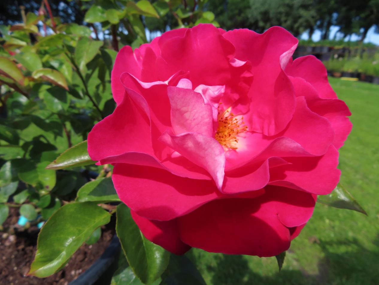 Roos-Raspberry-Queen-1 Rozen Raspberry Queen - Afbeelding 1