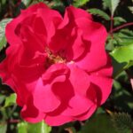 Rozen Red Finesse
