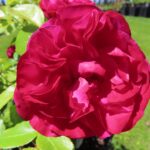 Rozen Red Meilove