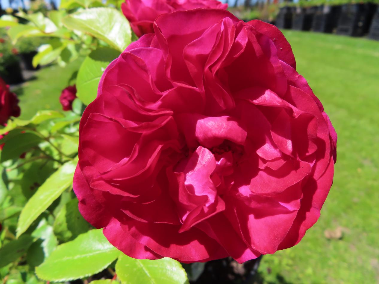 Roos-Red-Meilove-1 Rozen Red Meilove - Afbeelding 1