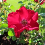 Rozen Red Velvet
