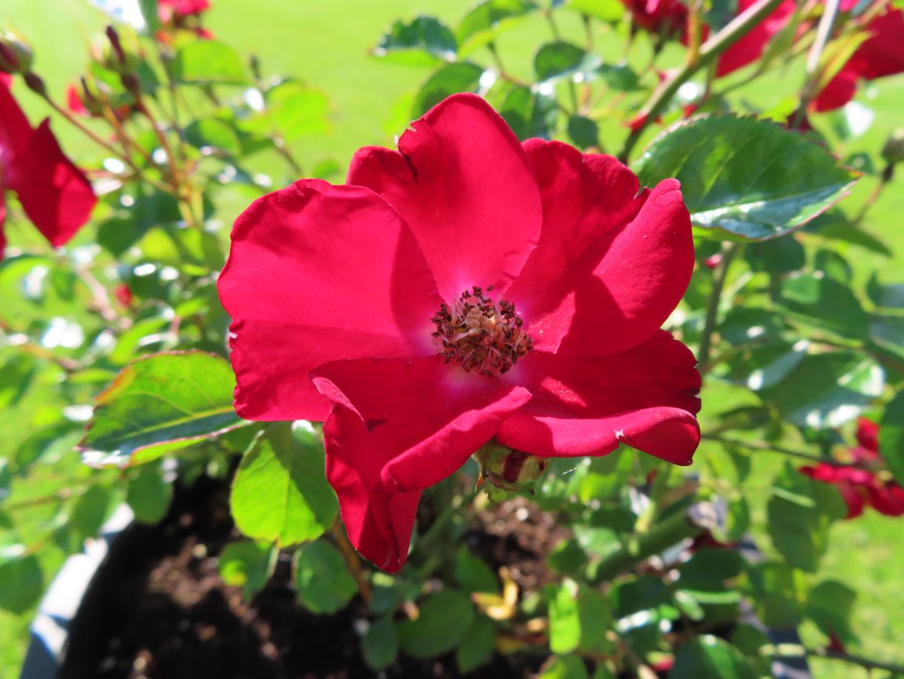 Roos-Red-Velvet-1 Rozen Red Velvet - Afbeelding 1
