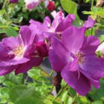 Rozen Rhapsody in Blue