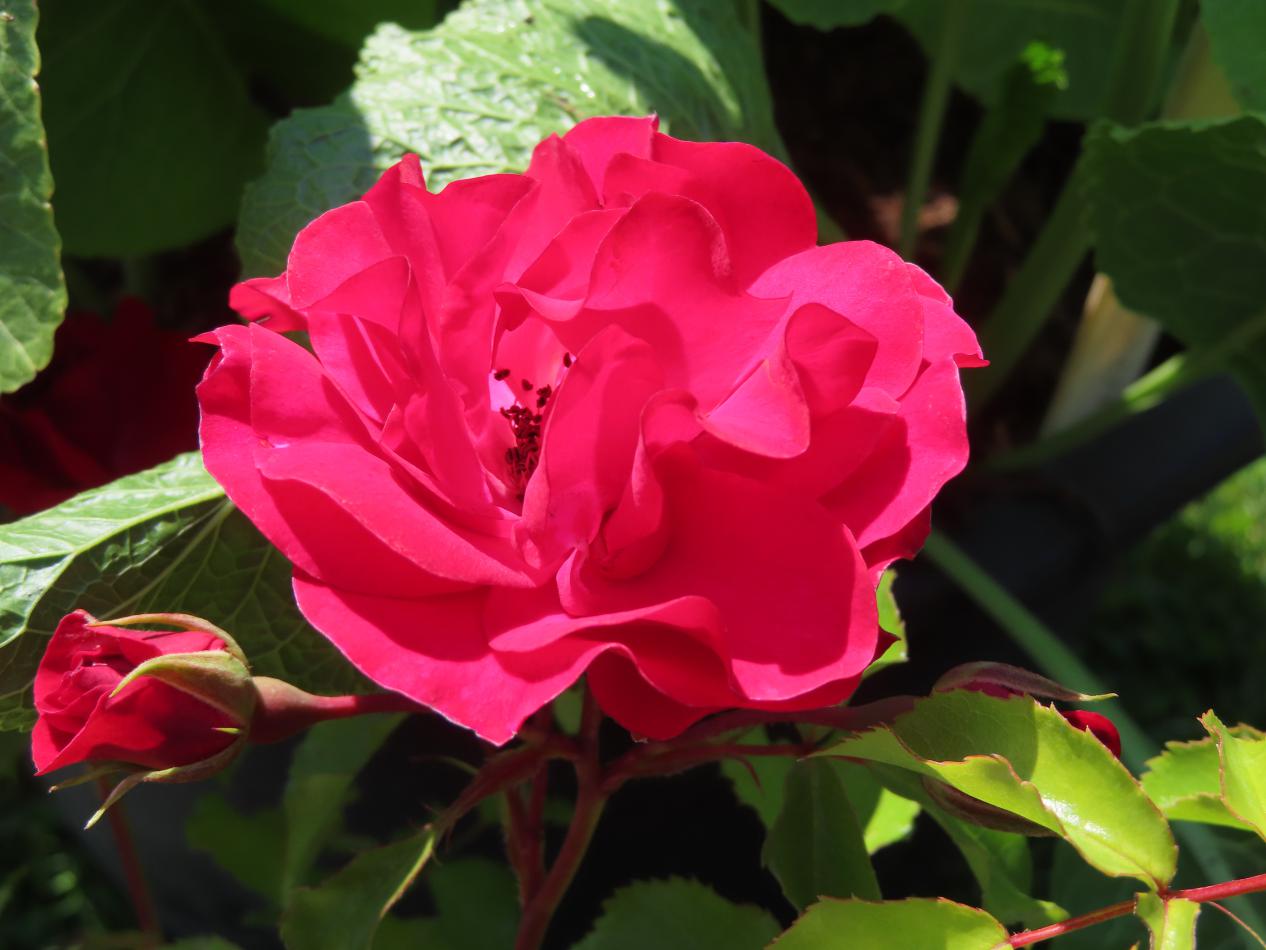 Roos-Rigo-Rotilla-1 Rozen Rigo Rotilla - Afbeelding 1